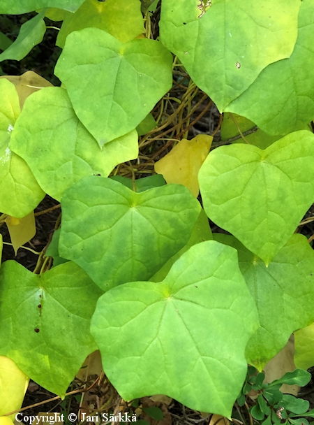Menispermum dauricum, aasiankilpikierto